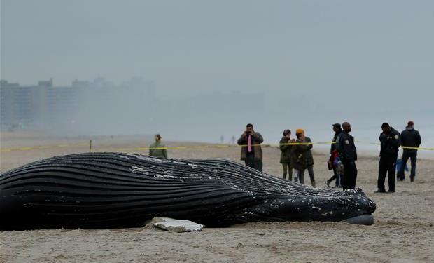 [4]（外代二线）座头鲸搁浅海滩