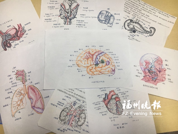 人体结构绘成插画 医大女生用手绘图助力自己和患者