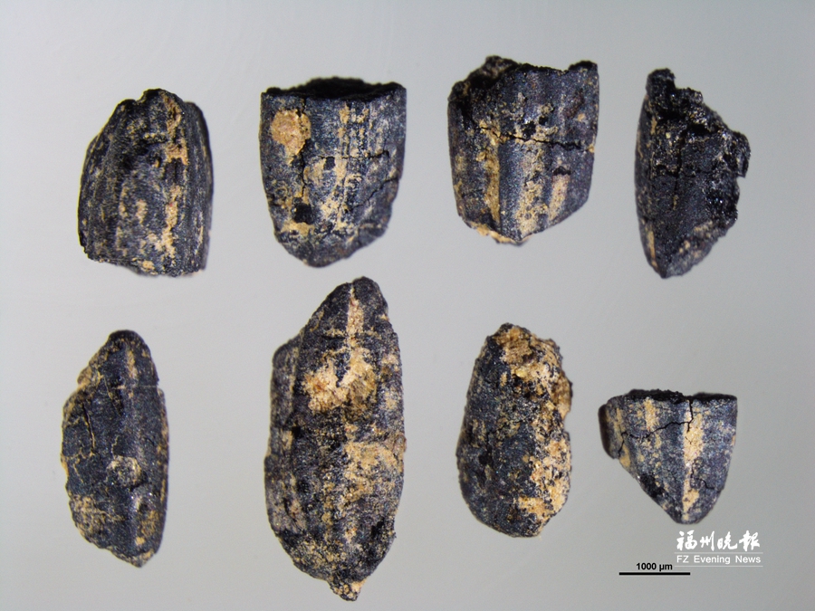 闽侯出土福建迄今发现最早的水稻颗粒　7500年前闽沿海已有文化聚落