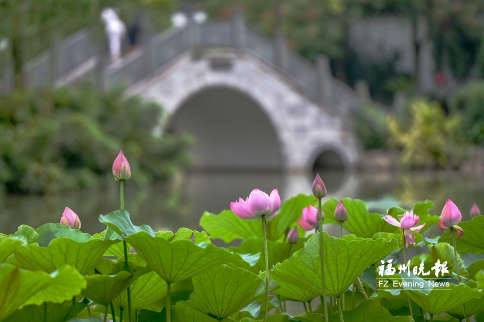 茶亭公园荷花将入盛花期　园内有80多个品种荷花