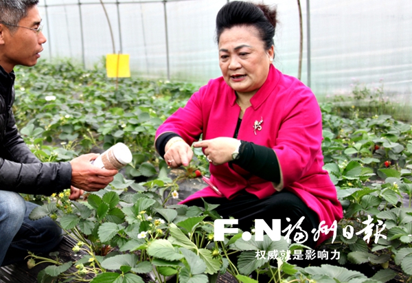 福建省农科院先进技术助力草莓生态种植产业发展
