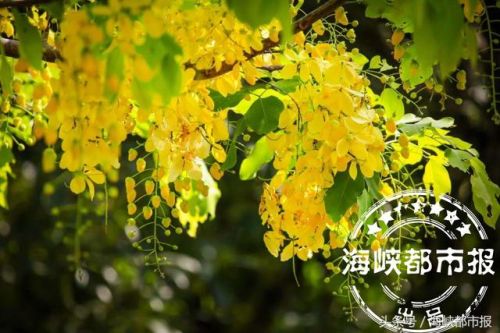 波斯皂荚花盛放　福州市法海路现“黄金雨”(图)