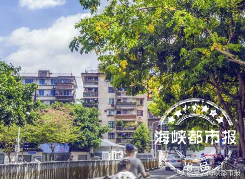 波斯皂荚花盛放　福州市法海路现“黄金雨”(图)