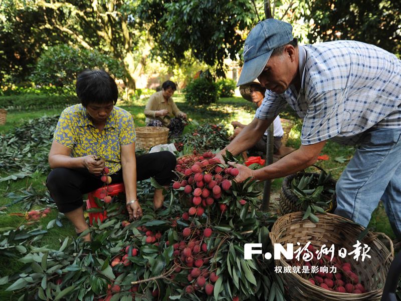 福州闽侯古荔枝林果实熟了 古荔枝年年供不应求