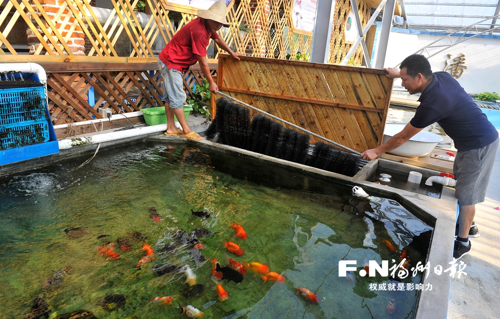 福州推广新型金鱼养殖系统　具节水促生长等优点