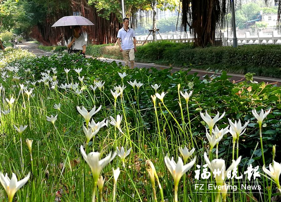 长假逛榕城　人在花中游