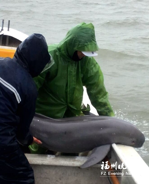 福清渔民误捕江豚及时放生 属于国家二级保护动物