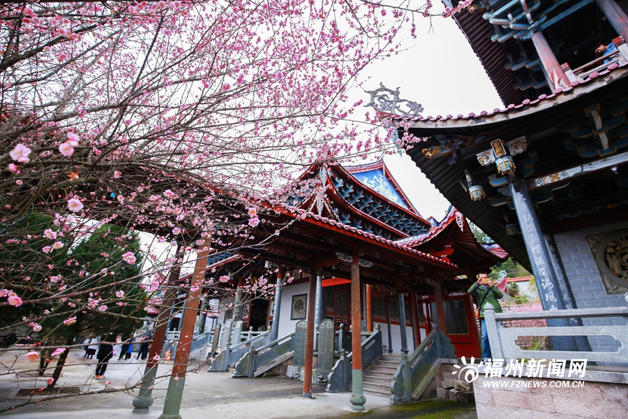 千年古刹梅花盛放　林阳禅寺美不胜收