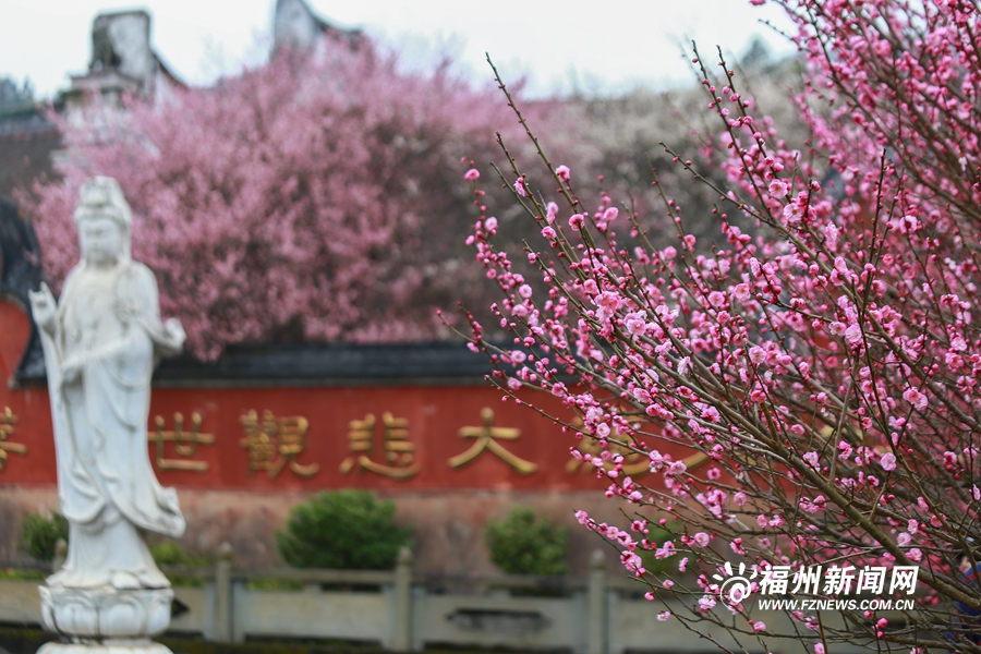 千年古刹梅花盛放　林阳禅寺美不胜收