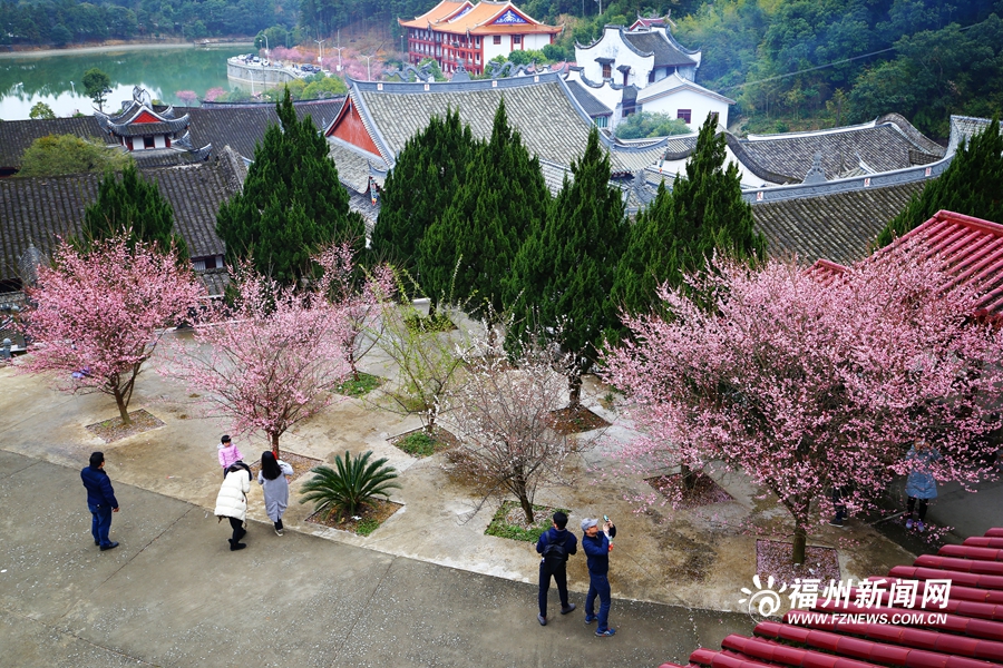 千年古刹梅花盛放　林阳禅寺美不胜收