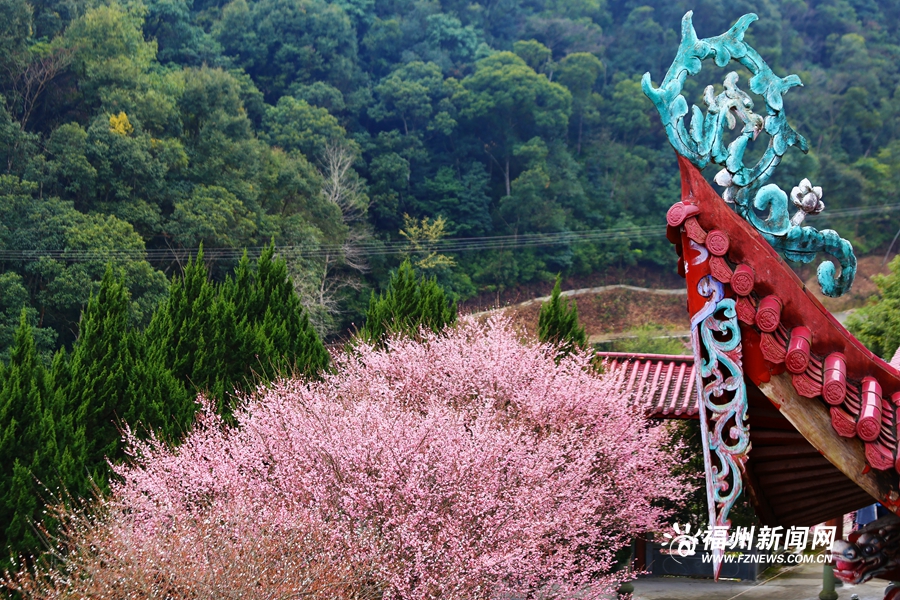 千年古刹梅花盛放　林阳禅寺美不胜收