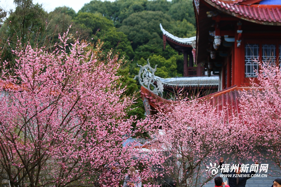 千年古刹梅花盛放　林阳禅寺美不胜收