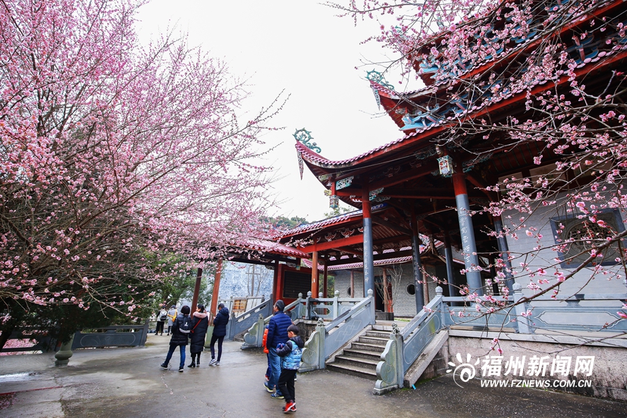 千年古刹梅花盛放　林阳禅寺美不胜收