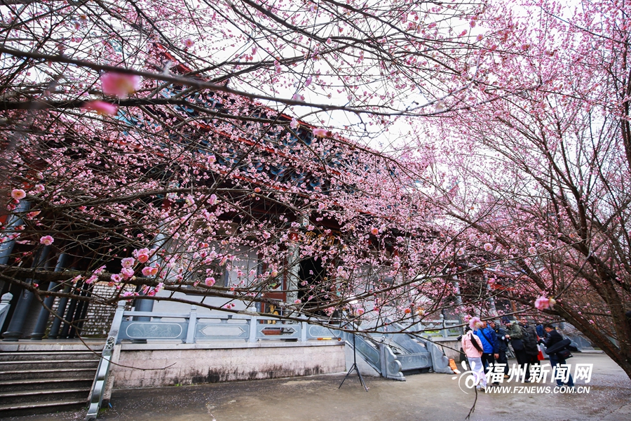 千年古刹梅花盛放　林阳禅寺美不胜收