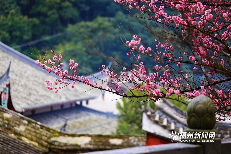 千年古刹梅花盛放　林阳禅寺美不胜收