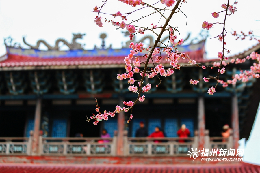 千年古刹梅花盛放　林阳禅寺美不胜收