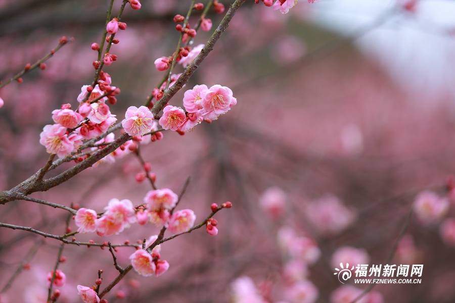 千年古刹梅花盛放　林阳禅寺美不胜收