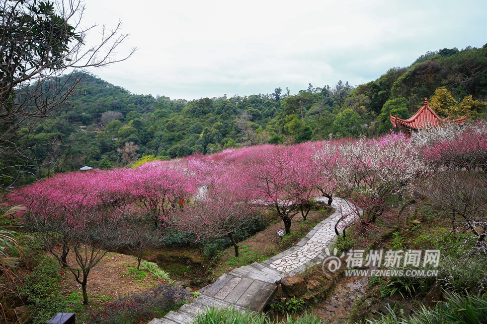 鼓山梅里梅花开 青山难掩好颜色