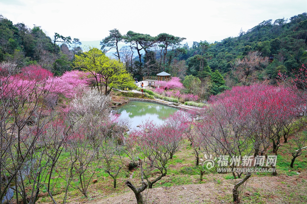 鼓山梅里梅花开 青山难掩好颜色