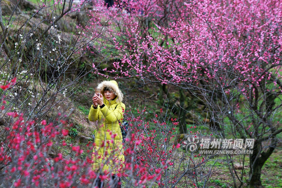 鼓山梅里梅花开 青山难掩好颜色