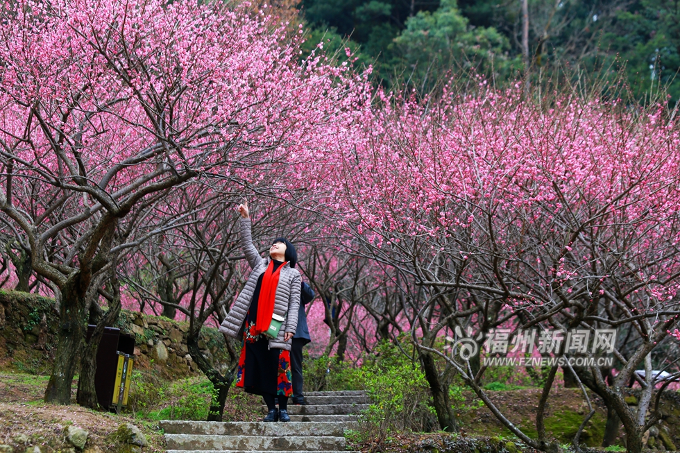 鼓山梅里梅花开 青山难掩好颜色