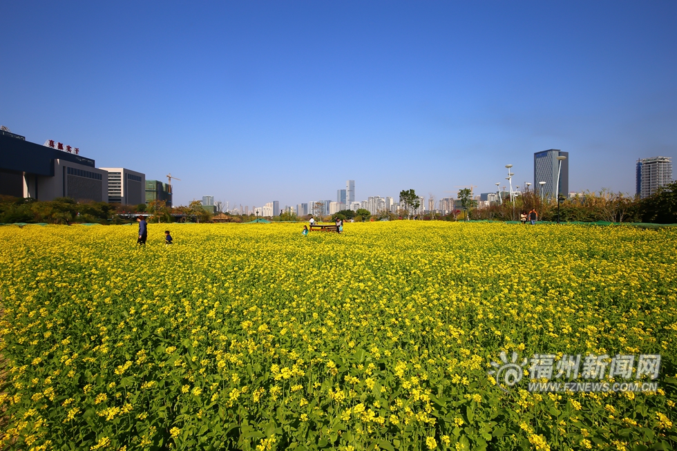福州花海公园油菜花开 春节期间迎来盛花期