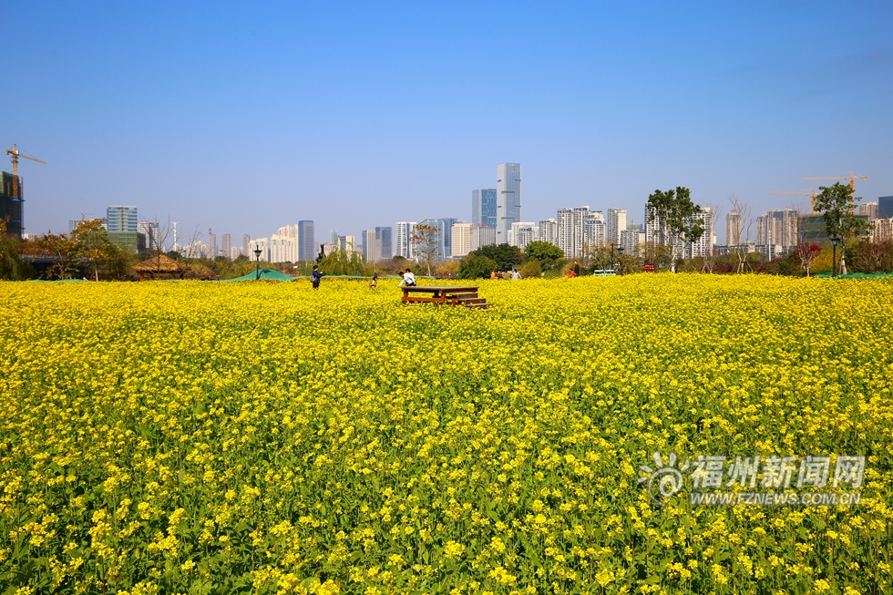 福州花海公园油菜花开 春节期间迎来盛花期