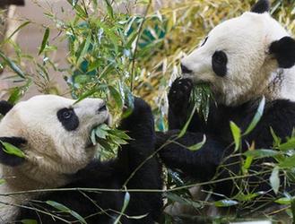 （国际）（6）给熊猫“拜年”