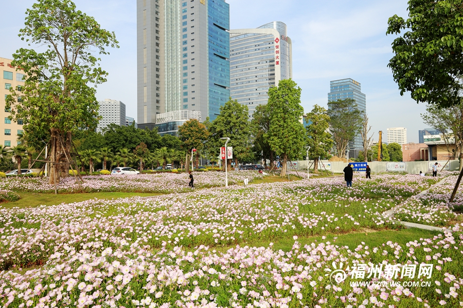 马尾东江滨公园月见草盛开　织出一湾粉红花海