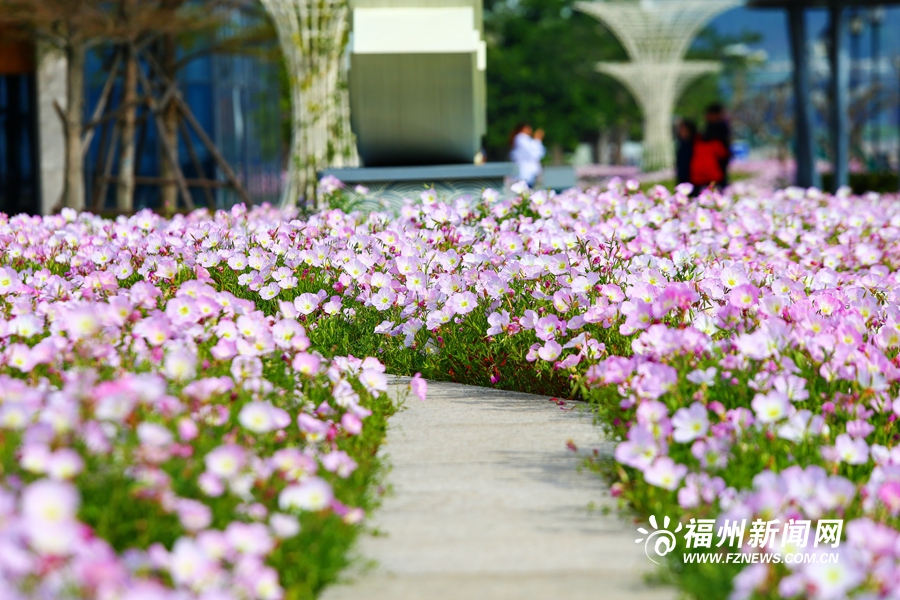 马尾东江滨公园月见草盛开　织出一湾粉红花海