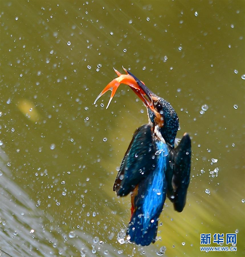福州旗山国家森林公园：翠鸟捕鱼