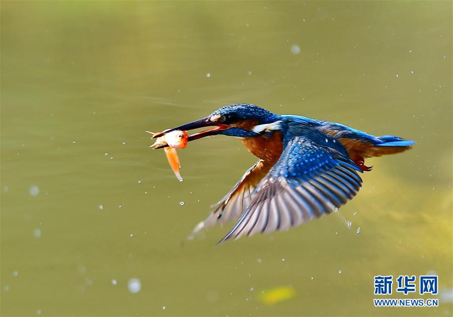 福州旗山国家森林公园：翠鸟捕鱼