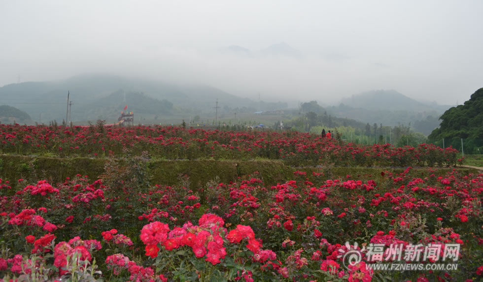 东桥玫瑰文化旅游节开幕 百亩玫瑰在闽清绽放