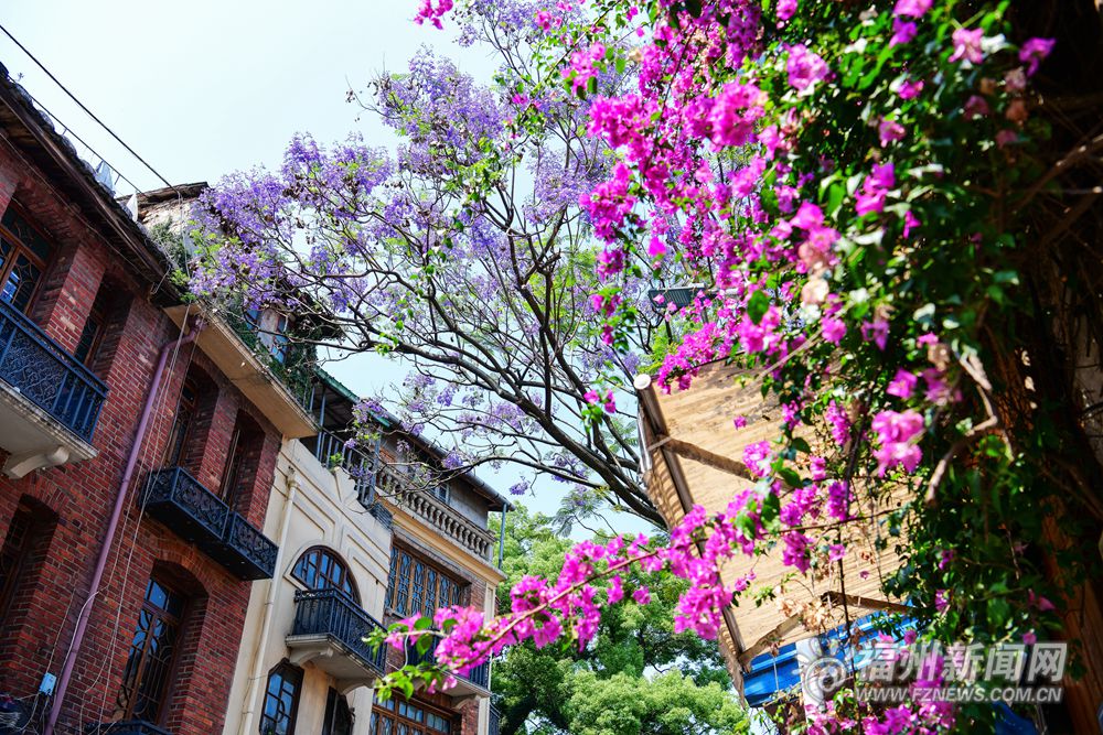 福州街头蓝花楹盛开 对湖路、麦园路成“紫色花海”