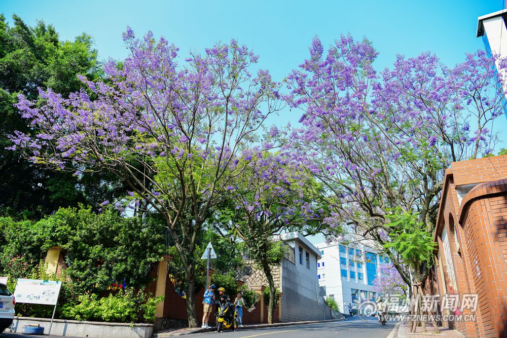 福州街头蓝花楹盛开 对湖路、麦园路成“紫色花海”