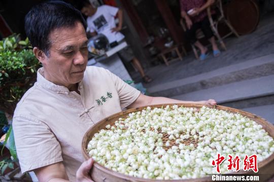 探访福州茉莉花茶制茶世家:一朵茉莉三代“莫离”