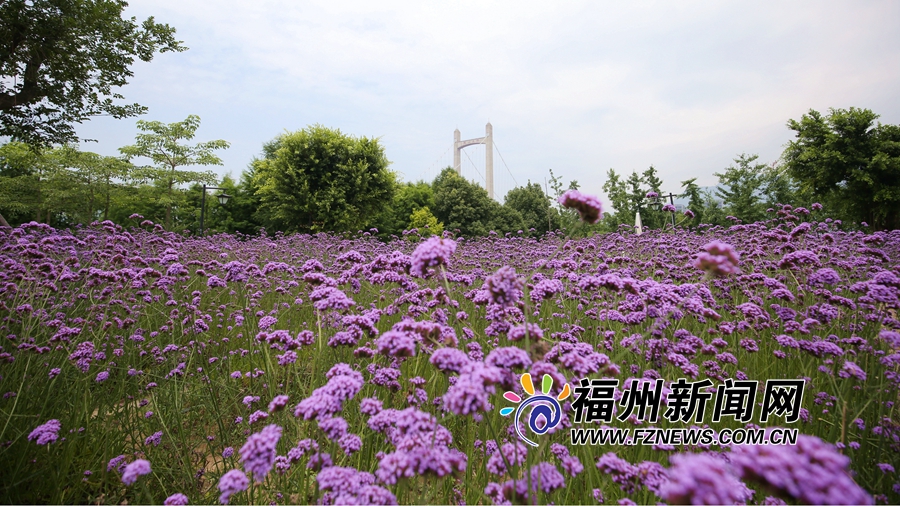 福州花海公园马鞭草盛开正艳 紫色花田成浪漫海洋