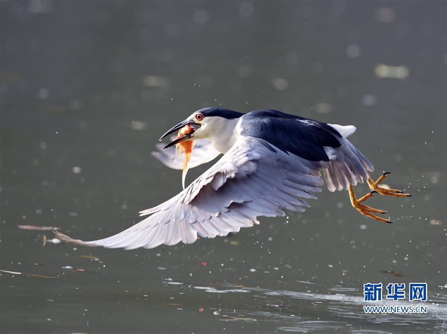 福州：夜鹭出击 湖上捕鱼