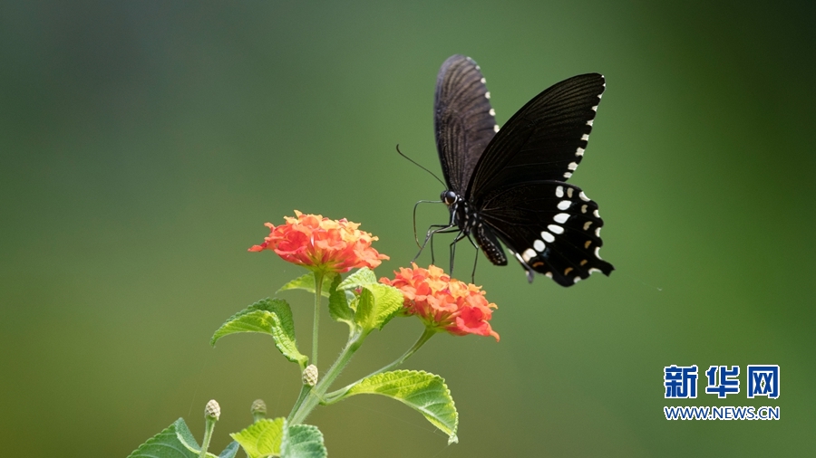 【组图】昆虫戏花