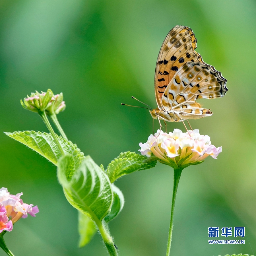 【组图】昆虫戏花