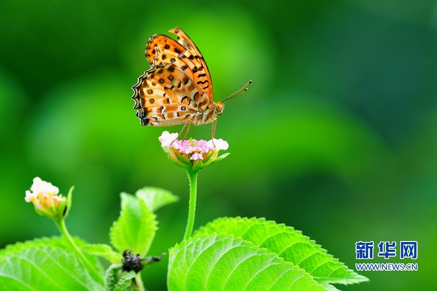 【组图】昆虫戏花