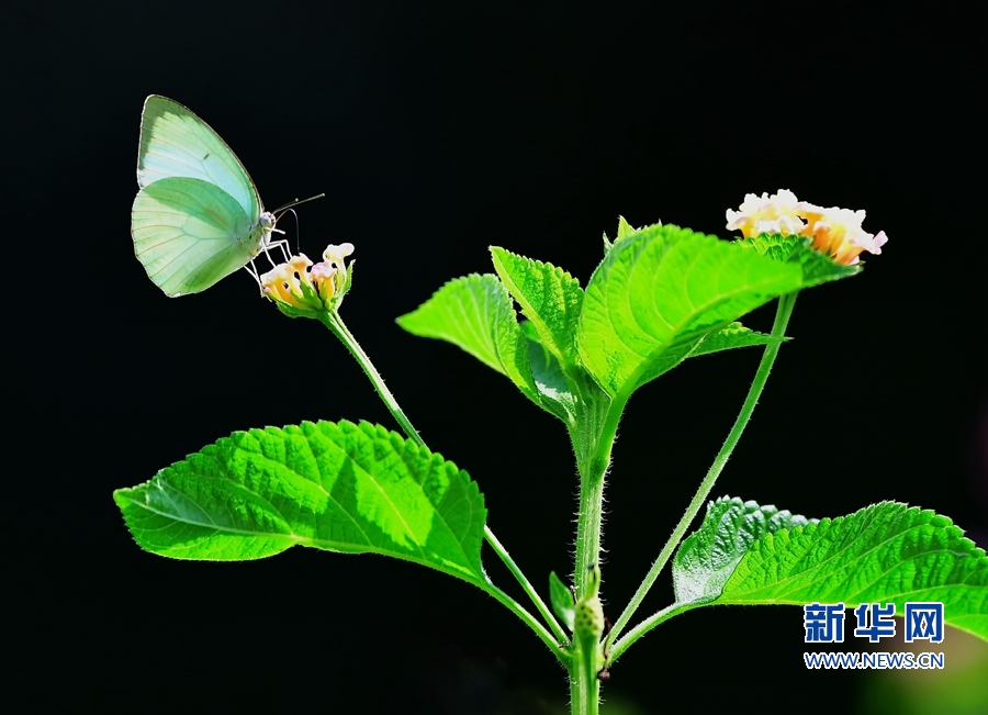 【组图】昆虫戏花