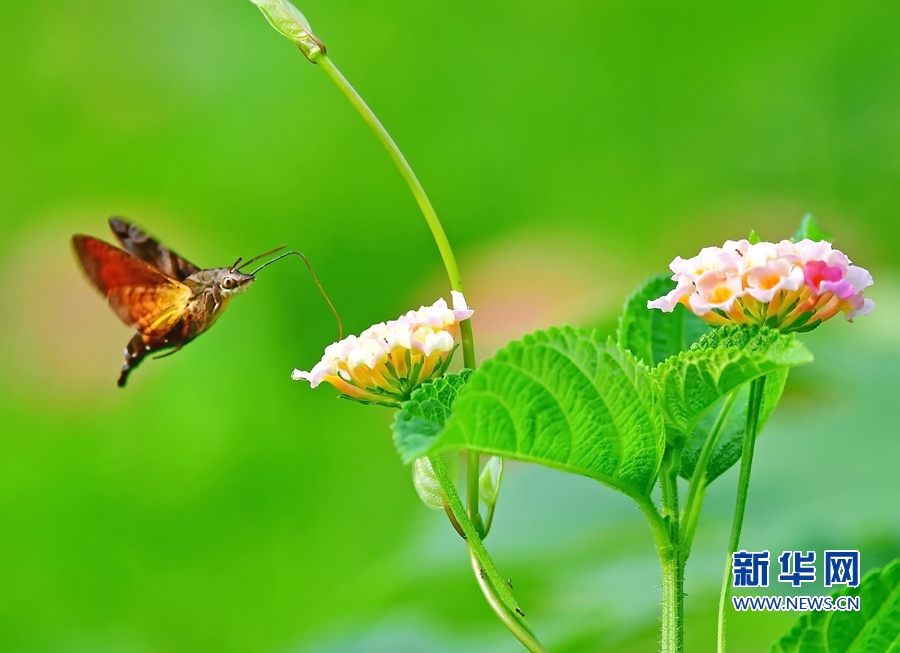 【组图】昆虫戏花