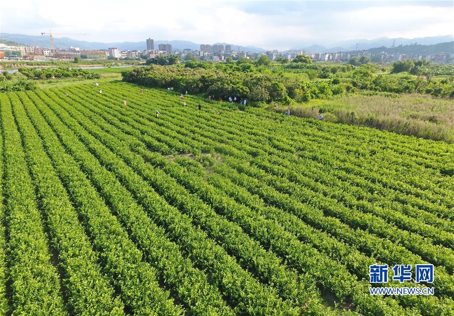 福州多措并举推动茉莉花茶产业发展