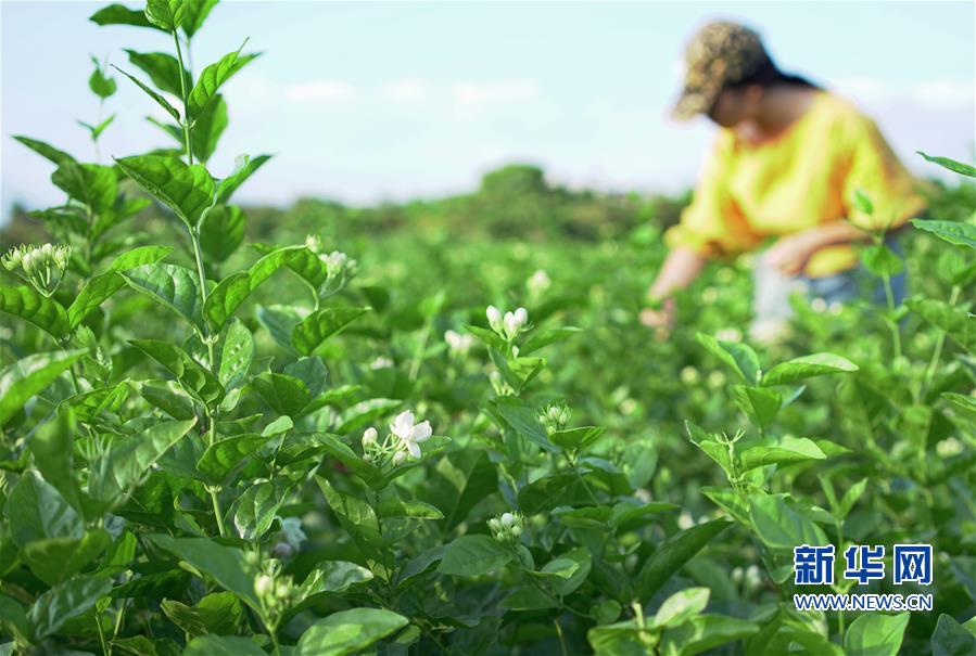 福州多措并举推动茉莉花茶产业发展