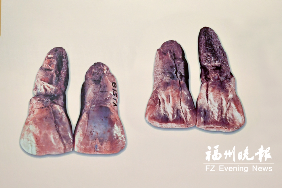 今起去市博物馆可看元谋人牙齿化石　展览至11月