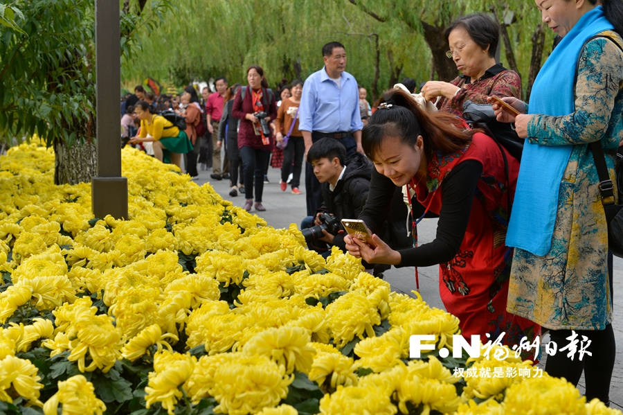 西湖公园菊花展开幕 首日吸引5万游客 