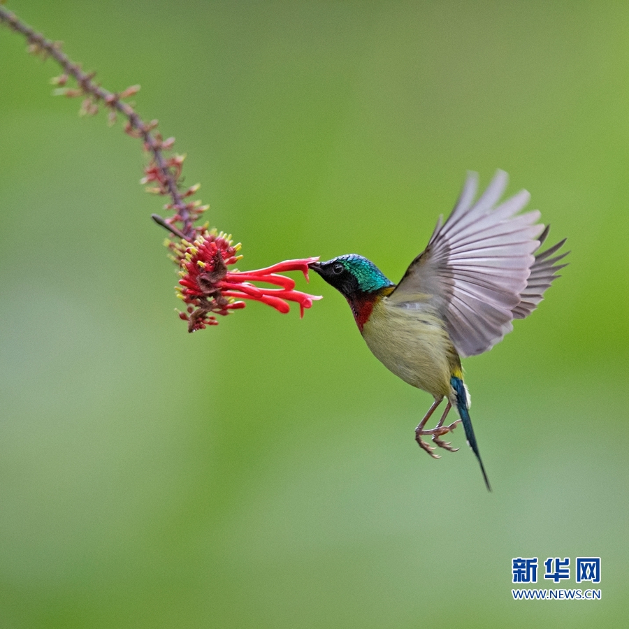 福州国家森林公园：叉尾太阳鸟的“花式舞蹈”