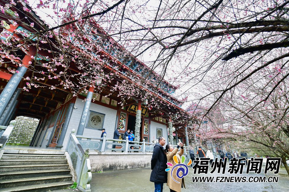 林阳禅寺梅花盛开 千年古刹吐露芬芳