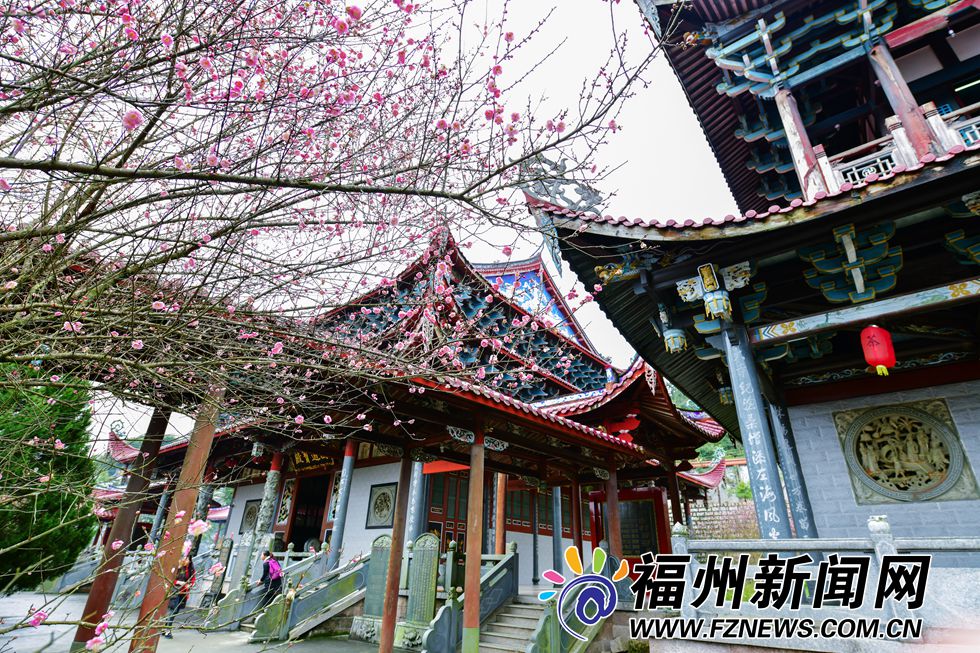 林阳禅寺梅花盛开 千年古刹吐露芬芳